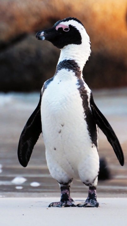 Penguins Sunbathing in the Snow