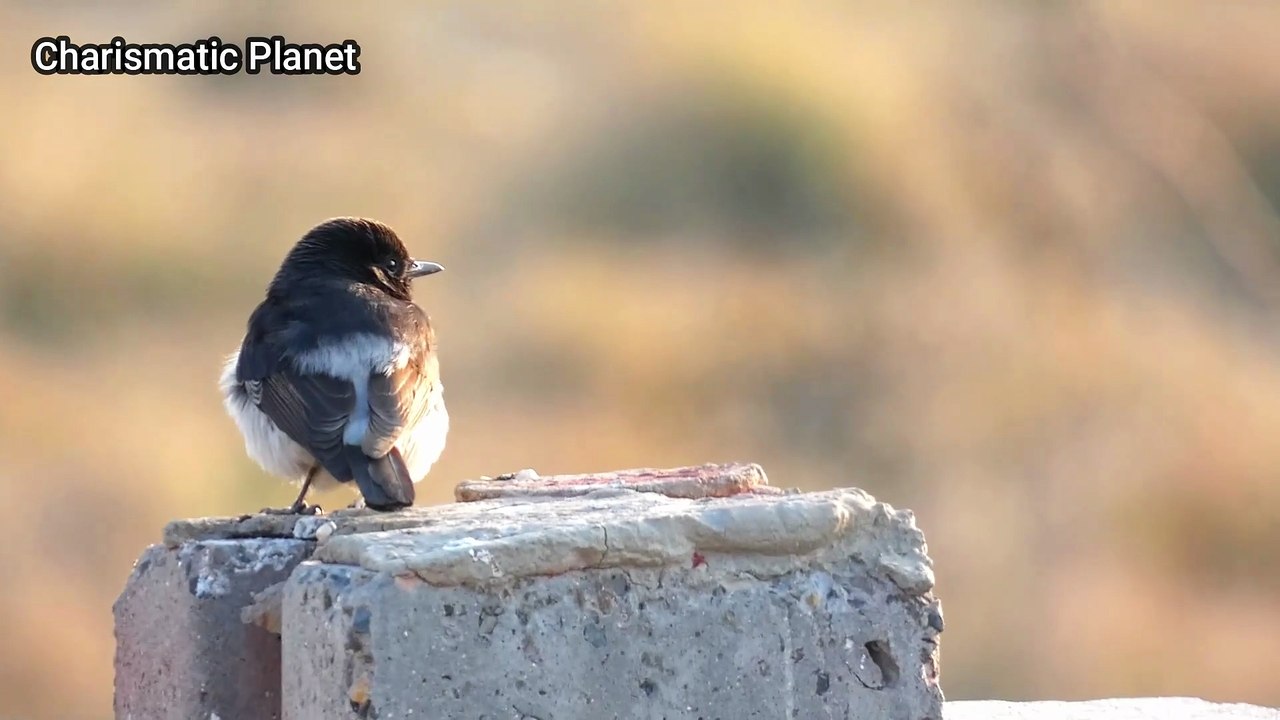 Black Headed Wheatear