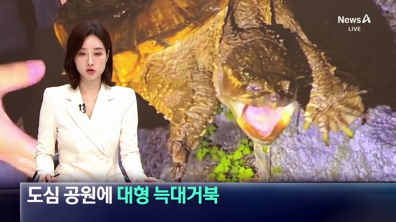 인천 도심 공원에 나타난 대형 늑대거북