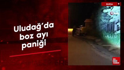 Uludağ'da boz ayı paniği