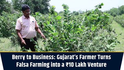 Berry to Business: Gujarat’s Farmer Turns Falsa Farming into a ₹10 Lakh Venture