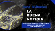 Descubren una nueva especie de organismo conductor de electricidad | La buena noticia