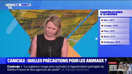 Canicule: quelles précautions prendre pour mon animal de compagnie? BFMTV répond à vos questions