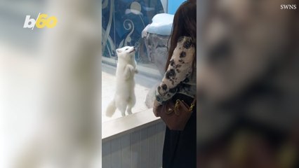 This Arctic Fox Loves Seeing Company At The Zoo