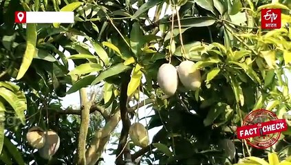 मियाजाकी आम बागवानों को दे रहा धोखा; 3 लाख तो छोड़िए कोई 500 रुपये में भी नहीं खरीद रहा, उत्पादकों से जानिए हकीकत