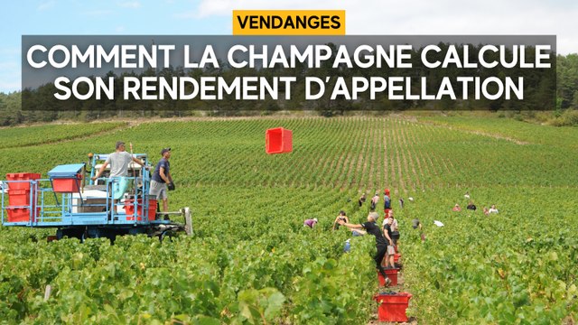 Comment la Champagne calcule son rendement d’appellation pour les vendanges