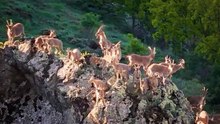 Munzur Dağları'nda dağ keçileri görüntülendi