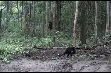 A rare melanistic leopard with a cub in central Odisha, I #leopard #wildlife