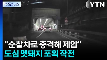 "순찰차로 충격해 제압"...도심 멧돼지 포획 작전 / YTN