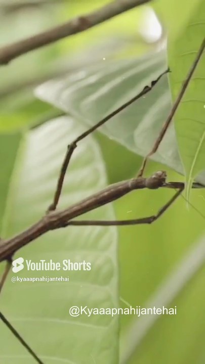 एक कीड़ा जो लकड़ी जैसा दिखता है _ An insect that looks like wood _ Hermagoras sigillatus