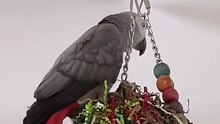 parrot tells alexa red butt chicken 😂🦜