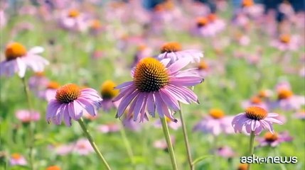 "Il Sentiero del Miele": a Como nasce un alveare urbano