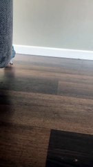 baby parrot says hi baby 😍🦜