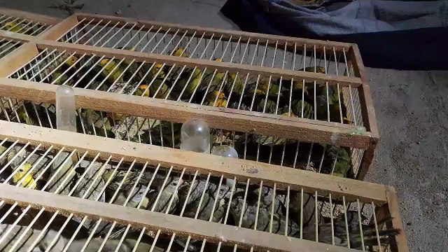 Aves silvestres debilitadas, incluindo algumas mortas, foram resgatadas