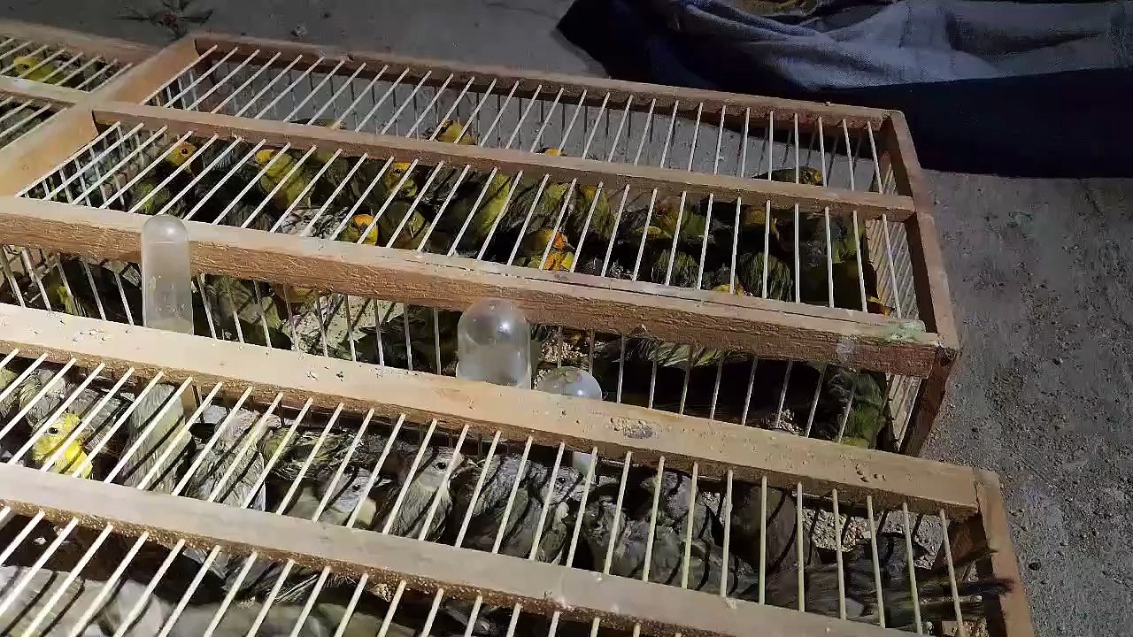 Aves silvestres debilitadas, incluindo algumas mortas, foram resgatadas