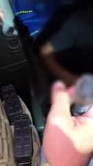 Animais silvestres debilitados estavam em ônibus interestadual