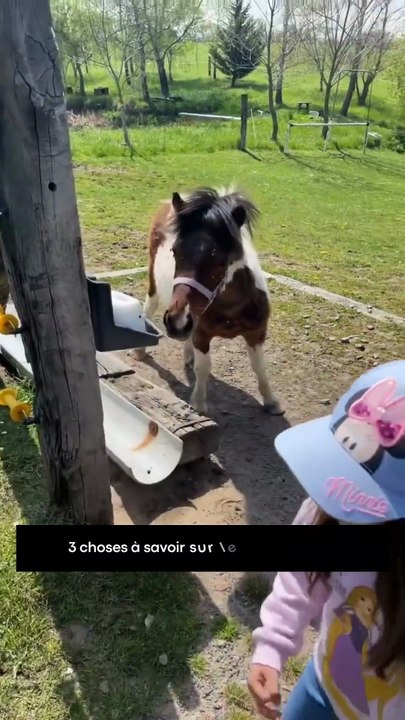 3 choses à savoir sur le poney Shetland
