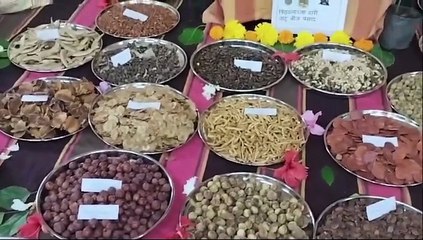 आषाढी वारीत वारकऱ्यांना मिळणार ‘बीज प्रसाद’; तब्बल साडेतीन लाख देशी वृक्षांच्या बियांचे पॅकेट होणार वाटप