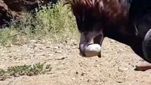 All video about birds life and hunting birds etc