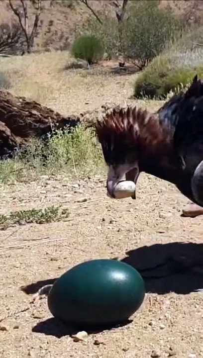 All video about birds life and hunting birds etc