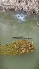 All video about birds life and hunting birds etc