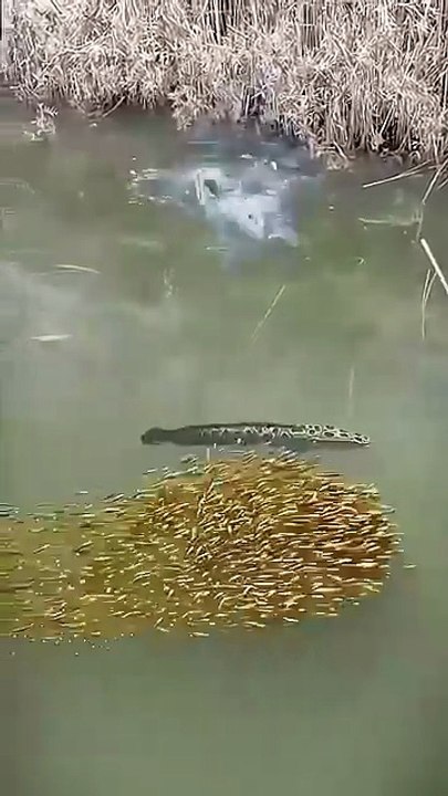 All video about birds life and hunting birds etc