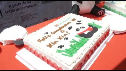Festa per i 35 anni di Xin Xin, l'ultimo panda gigante del Messico