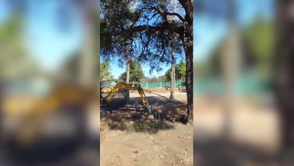 Quitaron un quebracho de casi 300 años en Córdoba