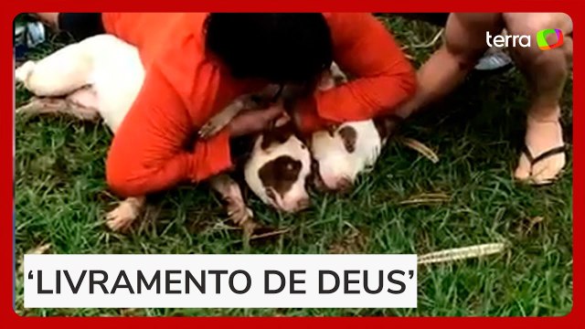 Lutador de muay thai consegue imobilizar dois cães da raça pitbull após ser atacado em MS