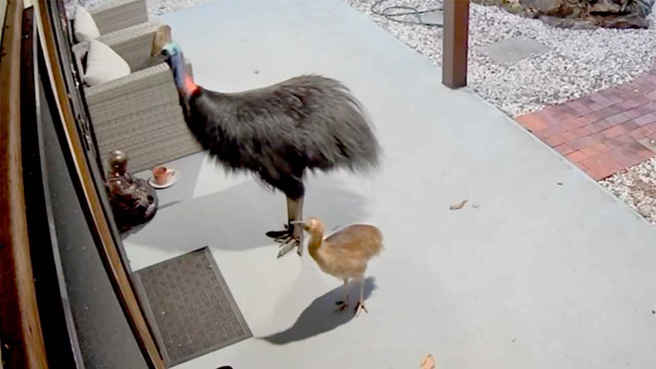 Video: Frau und Tochter entkommen Kasuar-Angriff in Australien – Regierung gibt Warnung heraus