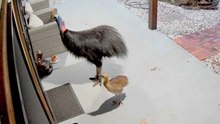 Video: Frau und Tochter entkommen Kasuar-Angriff in Australien – Regierung gibt Warnung heraus