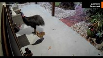 Video: Kvinde og datter undslipper kasuar-angreb i Australien – myndighederne udsender advarsel