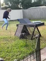 Rabbit Chases Woman