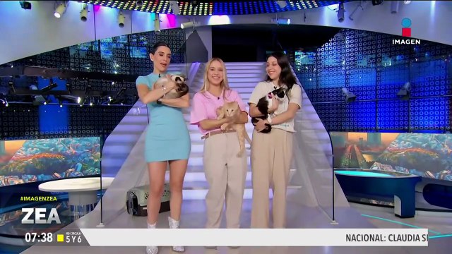 ¡Adopta, no compres! Simone, Patroclo y Pan Dulce son tres gatitos rescatados que están en busca de un hogar