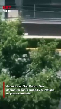 Vecinos y automovilistas quedaron sorprendidos al observar a un oso que corría sobre una de las principales avenidas de San Pedro Garza García, Nuevo León, hasta ingresar a una plaza comercial.