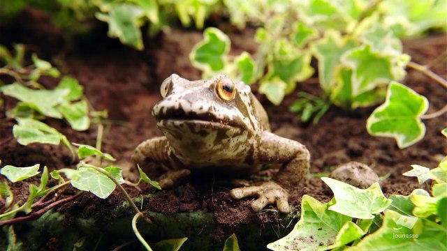 Amandine Malabul sorciere maladroite . S1 E2 Le jour de la sélection - 2ème partie
