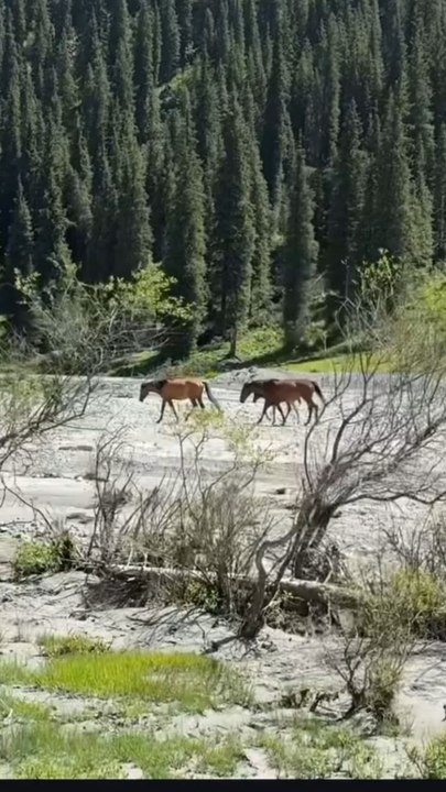 LES CHEVAUX SAUVAGES du Kirghizistan