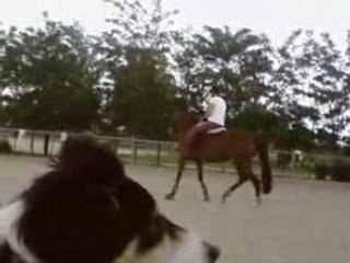 Tché et Lili qui échangent de canasson chevalgaronne sox