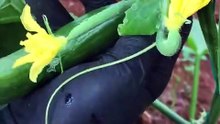 Hıyar meyvelerinde trips zararı (Thrips damage on cucumber fruits)