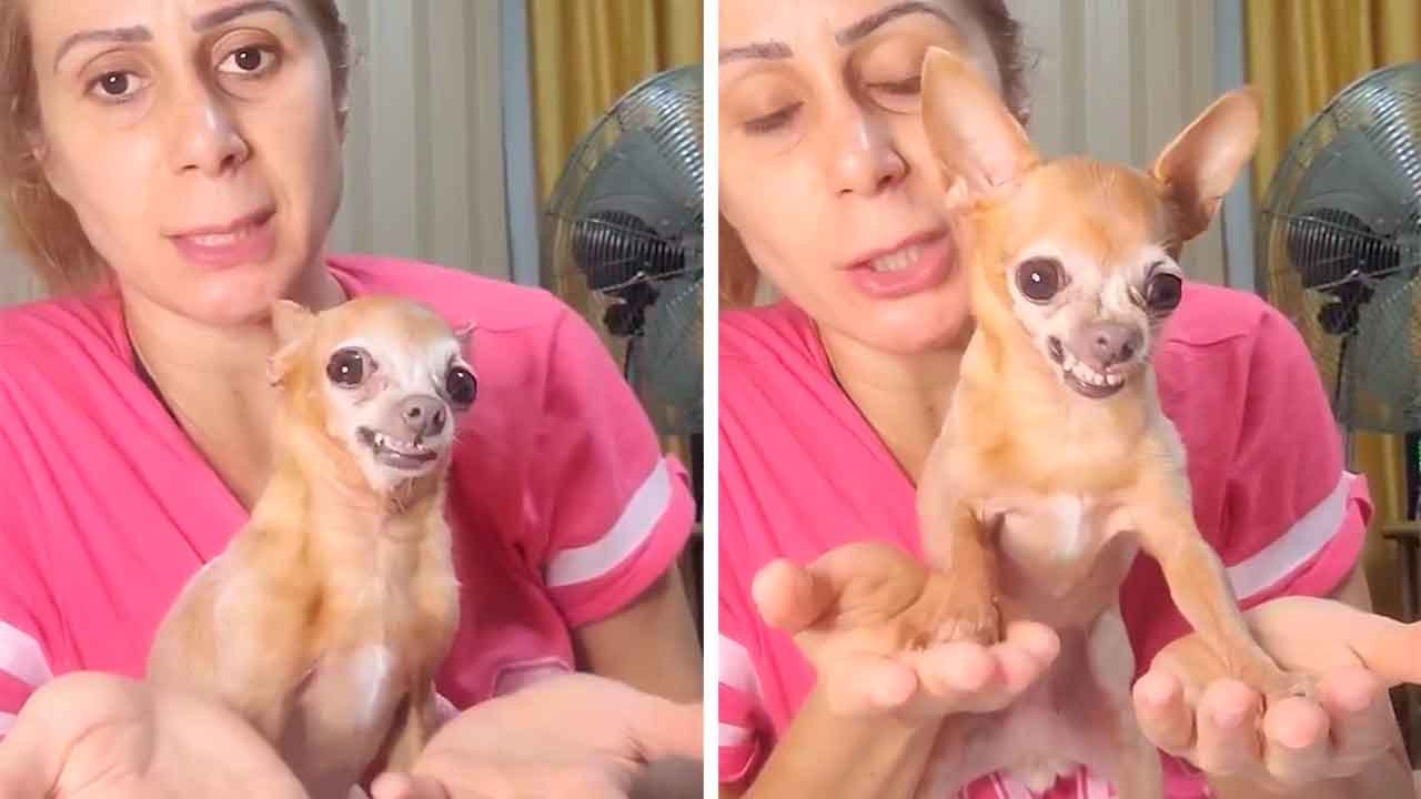 Vidéo hilarante : une petite chienne tente la « méditation » pour calmer sa rage — et le résultat est purement comique