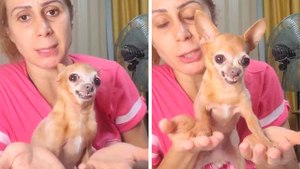 Vidéo hilarante : une petite chienne tente la « méditation » pour calmer sa rage — et le résultat est purement comique