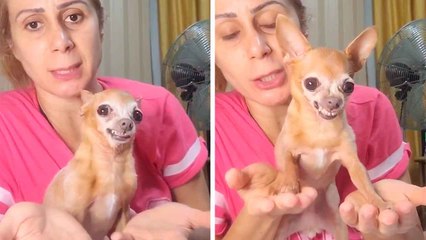 Video esilarante: cagnolina prova la “meditazione” per controllare la rabbia — ma il risultato è pura comicità