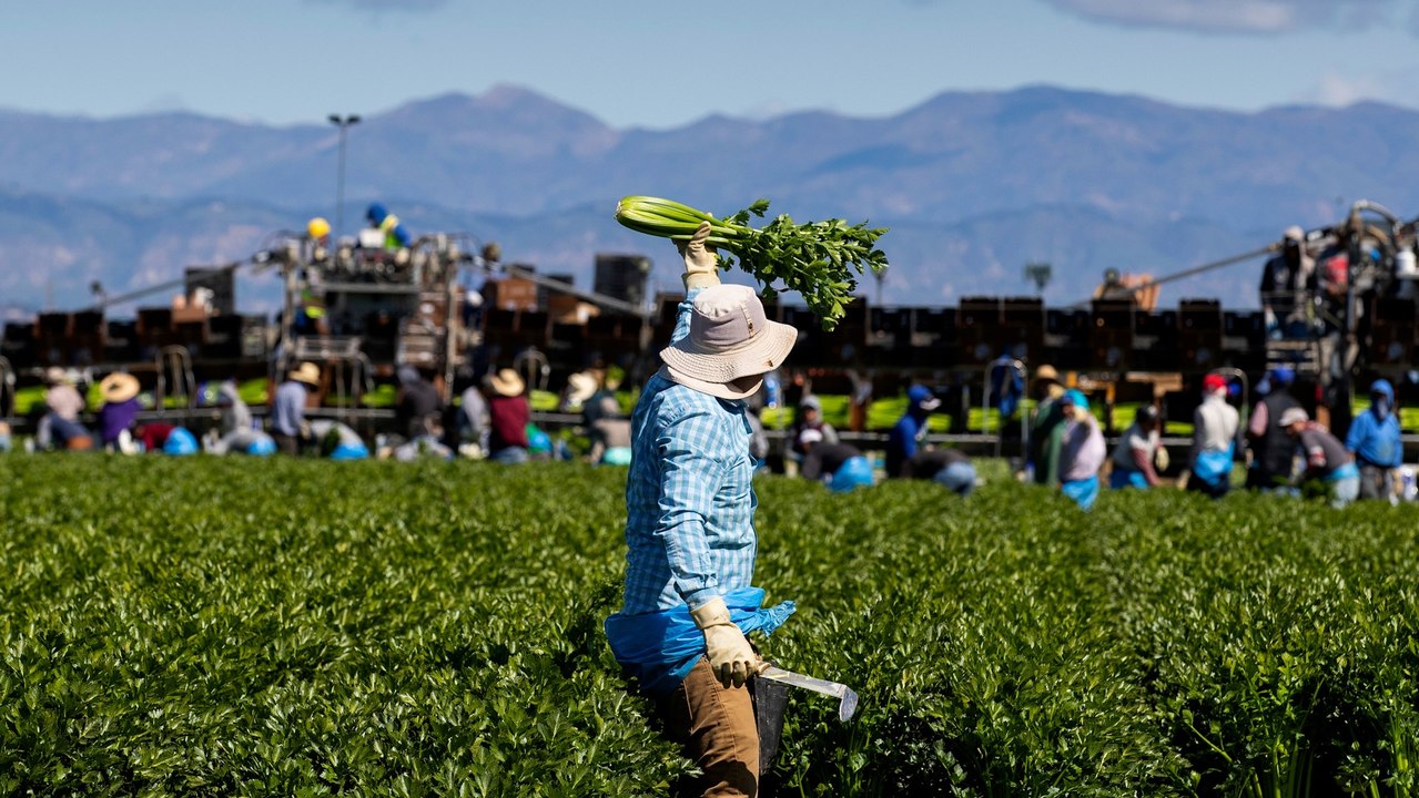 TRUMP | Trabajadores migrantes agrícolas temen a redadas migratorias