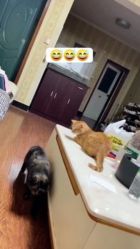two cats causing laughs😂😂😂😂