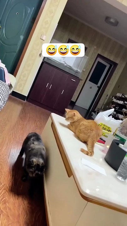 two cats causing laughs😂😂😂😂