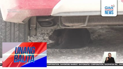 Asong pagala-gala sa Brgy. Pali-Benedicto, mahigit 20 na ang nakagat; ilang residente, nangangamba sa banta ng rabies | Unang Balita