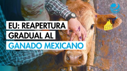 EU anuncia reapertura gradual del ingreso de ganado desde México a partir de julio