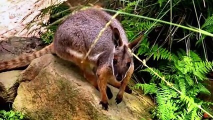 Animales Al Natural: Descubre El Fascinante Mundo De Los Canguros