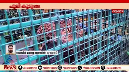 വയനാട് നമ്പ്യാർ കുന്നിൽ പുലി കൂട്ടിൽ