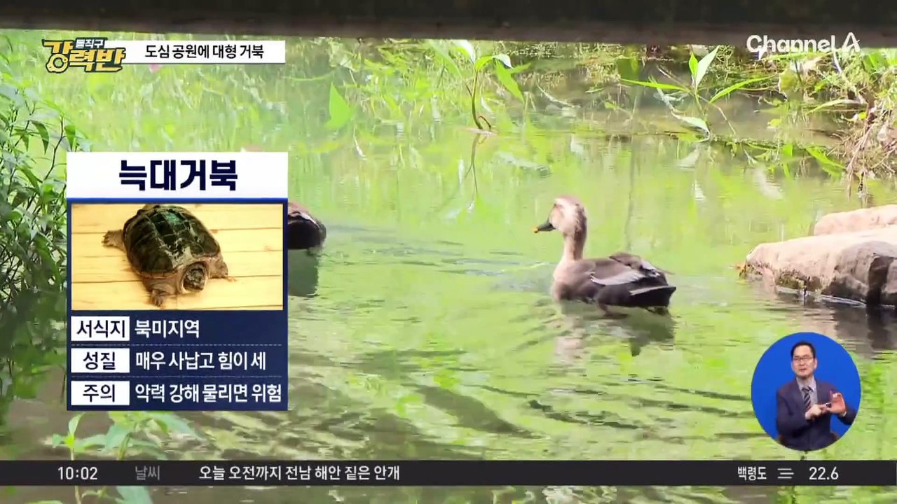 [돌직구 강력반]도심 공원에 대형 늑대거북 ‘어슬렁’